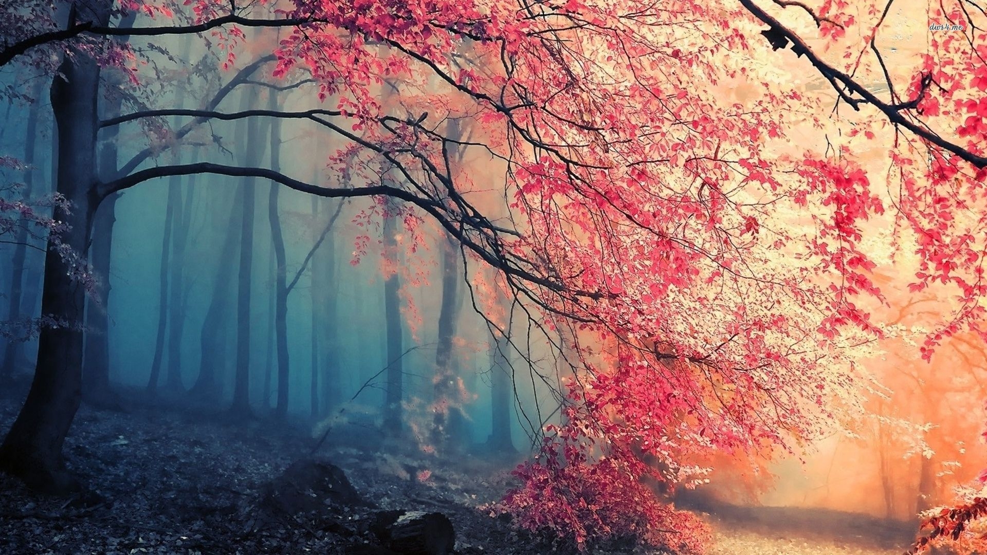 beautiful-forest-hd-background-wallpapers-5025-hd-wallpapers-site-5